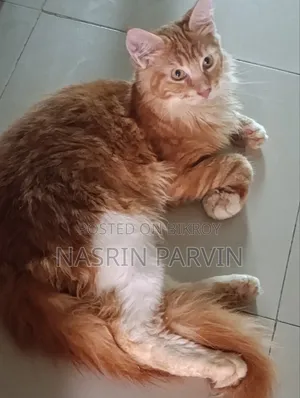 ১-৩ মাস বয়সী পুরুষ পিওরব্রেড মেইন কুন