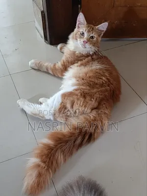 ১-৩ মাস বয়সী পুরুষ পিওরব্রেড মেইন কুন