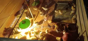 ফাহমি মুরগির বাচ্চা