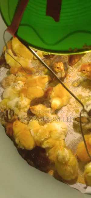 ফাহমি মুরগির বাচ্চা