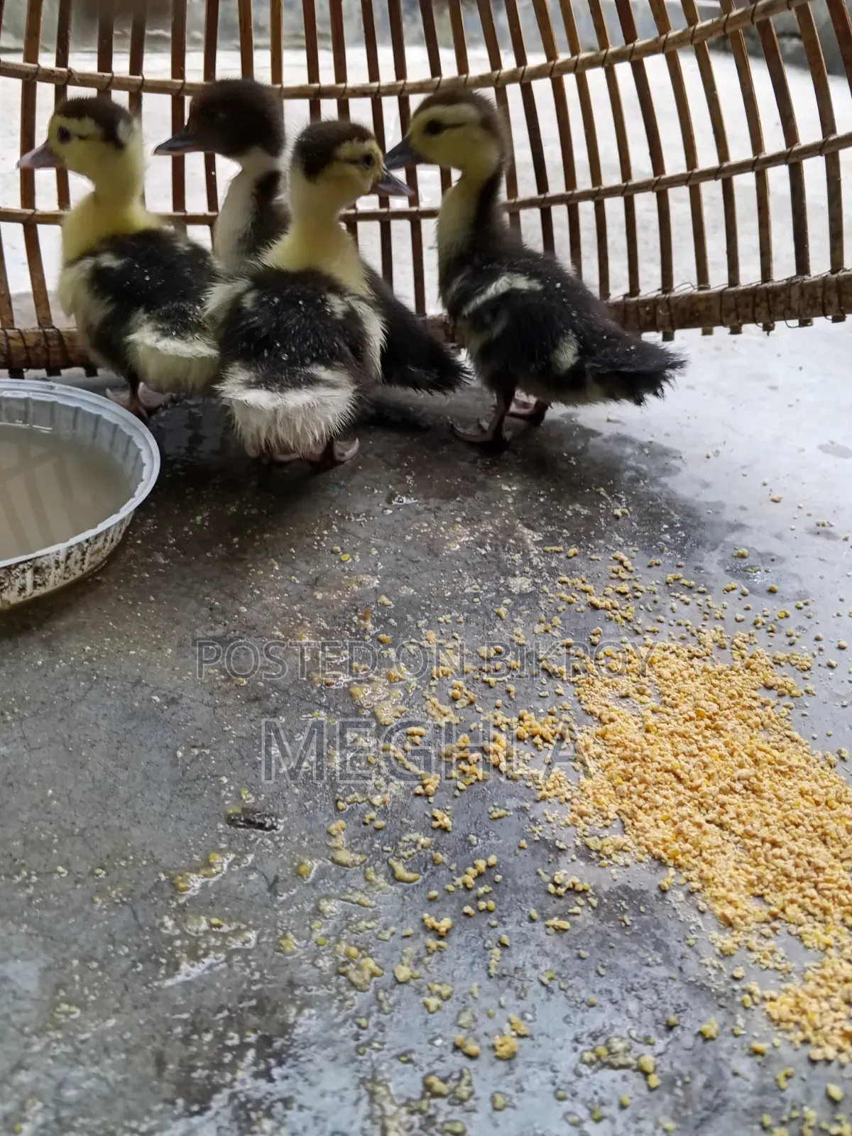 15-Day-Old Muscovy Ducklings