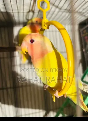 Lutino Red Head Opaline Love Bird