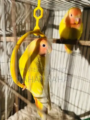 Lutino Red Head Opaline Love Bird
