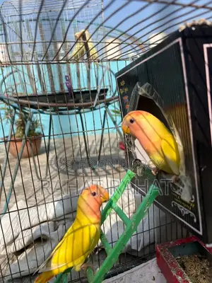 Lutino Red Head Opaline Love Bird