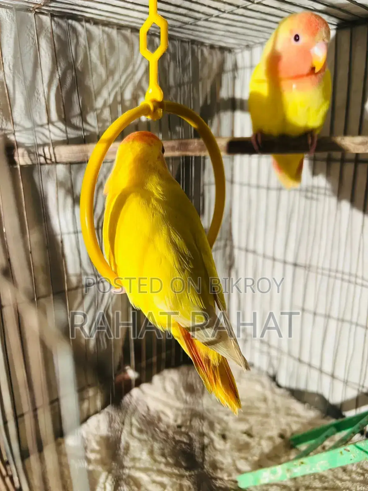 Lutino Red Head Opaline Love Bird