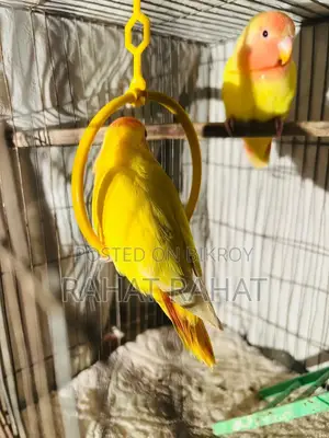Lutino Red Head Opaline Love Bird