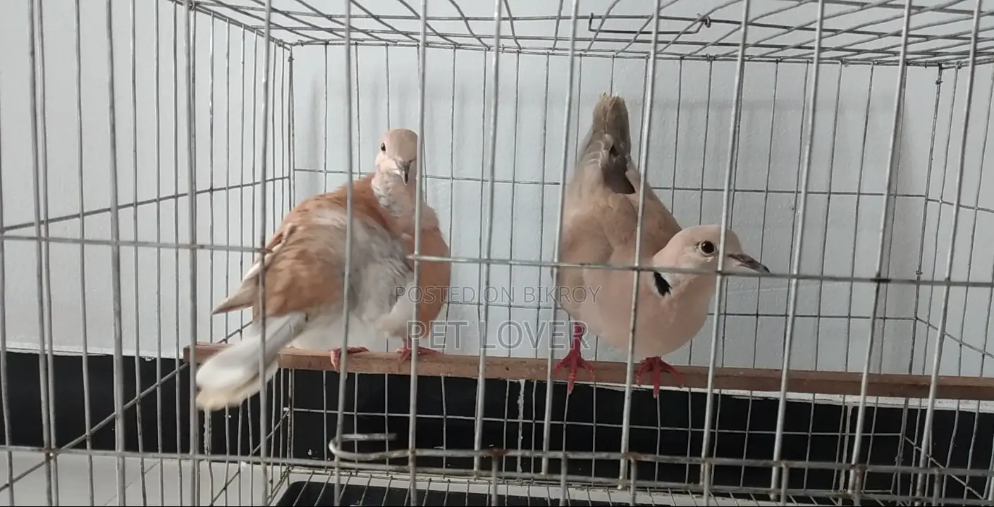 Australian Dove