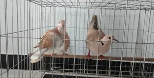 Australian Dove