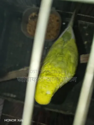 Quality Mutation Budgie Birds for Sale