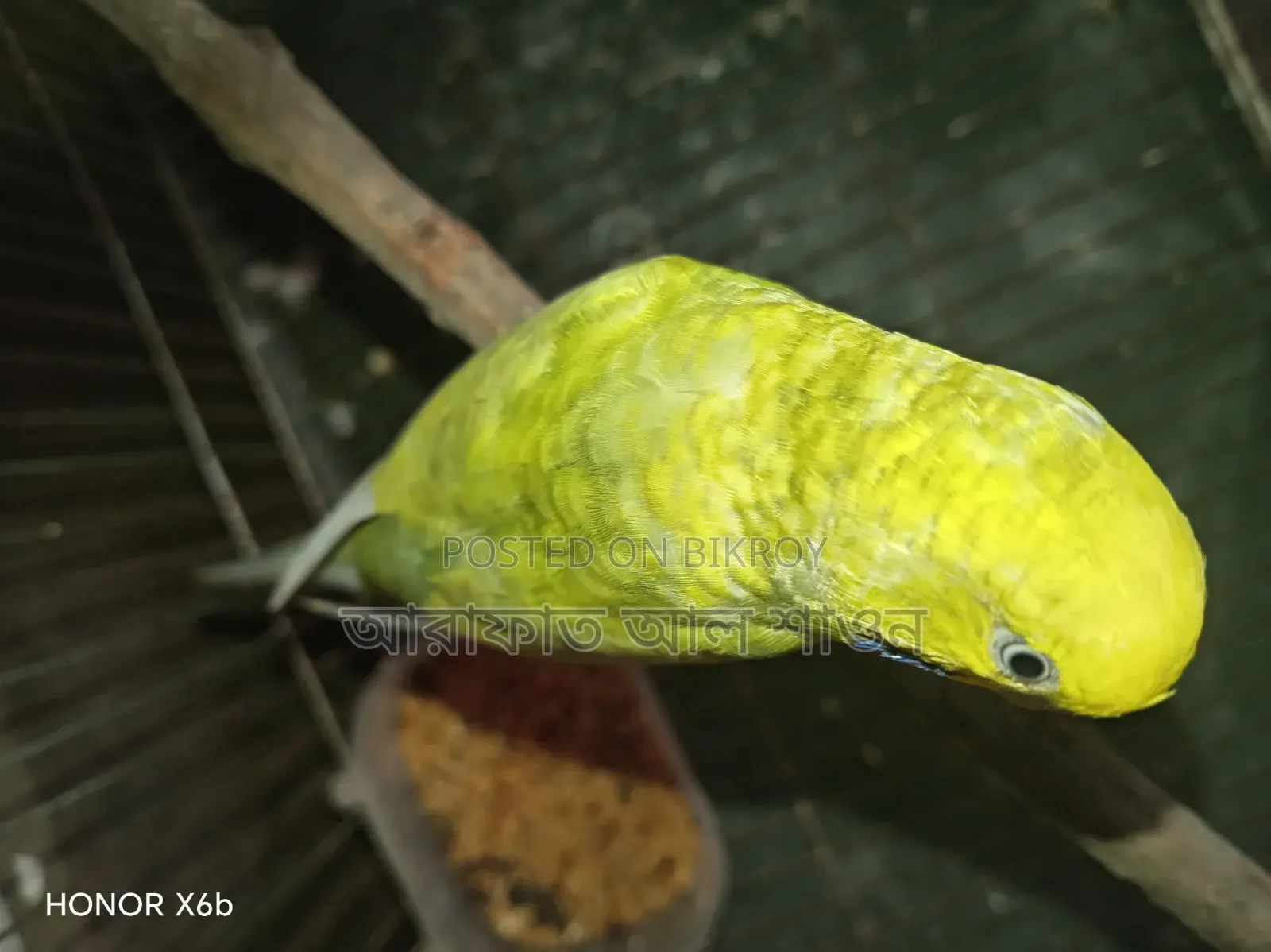Quality Mutation Budgie Birds for Sale