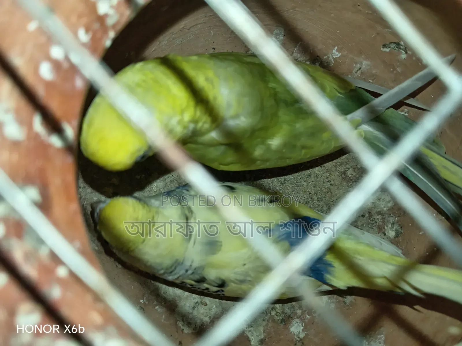 Quality Mutation Budgie Birds for Sale