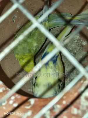 Quality Mutation Budgie Birds for Sale