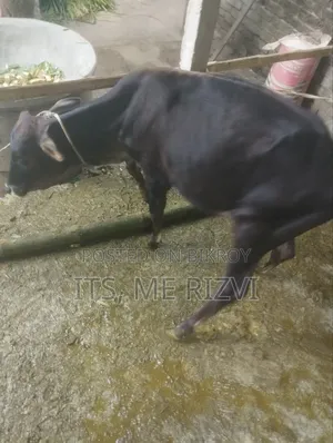 আমাদের বাসার কালো গরু