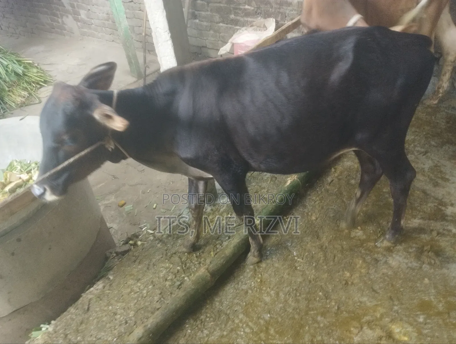 আমাদের বাসার কালো গরু