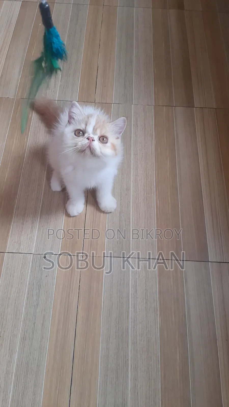 1-3 Months Male Mixed Breed Exotic