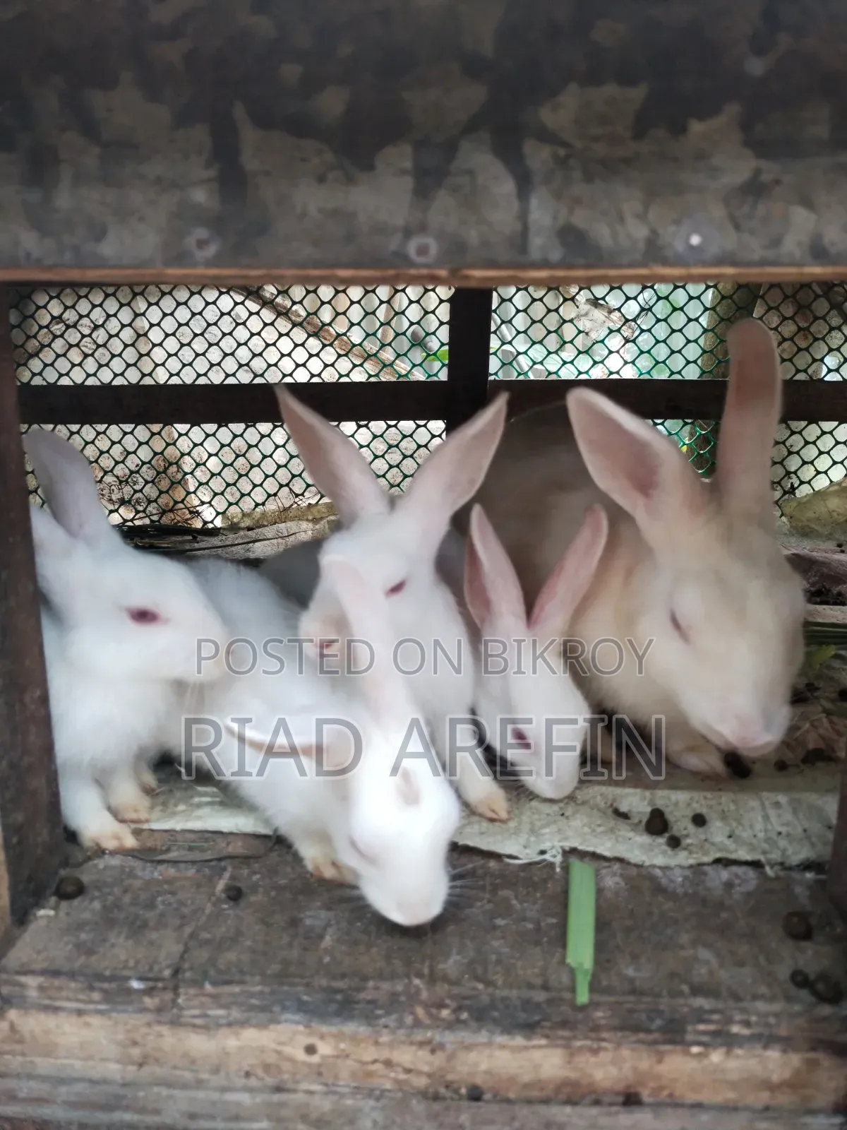 Rabbit with babies