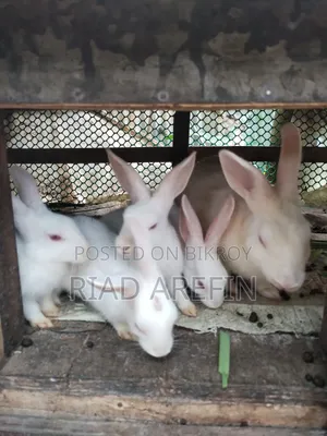 Rabbit with babies