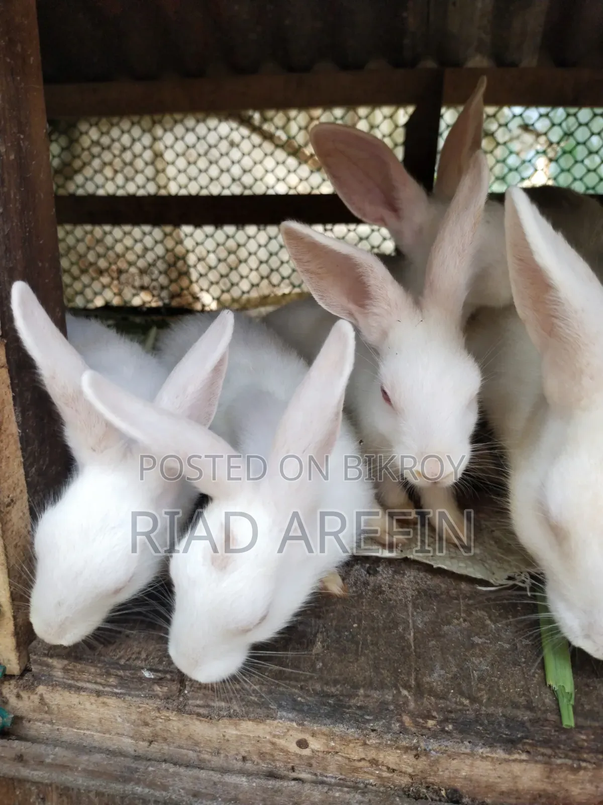 Rabbit with babies