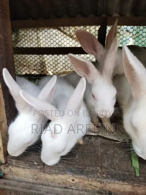Rabbit with babies