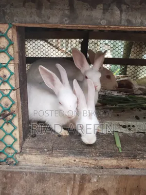 Rabbit with babies