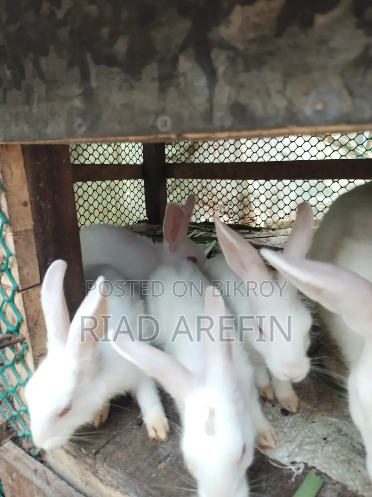 Rabbit with babies