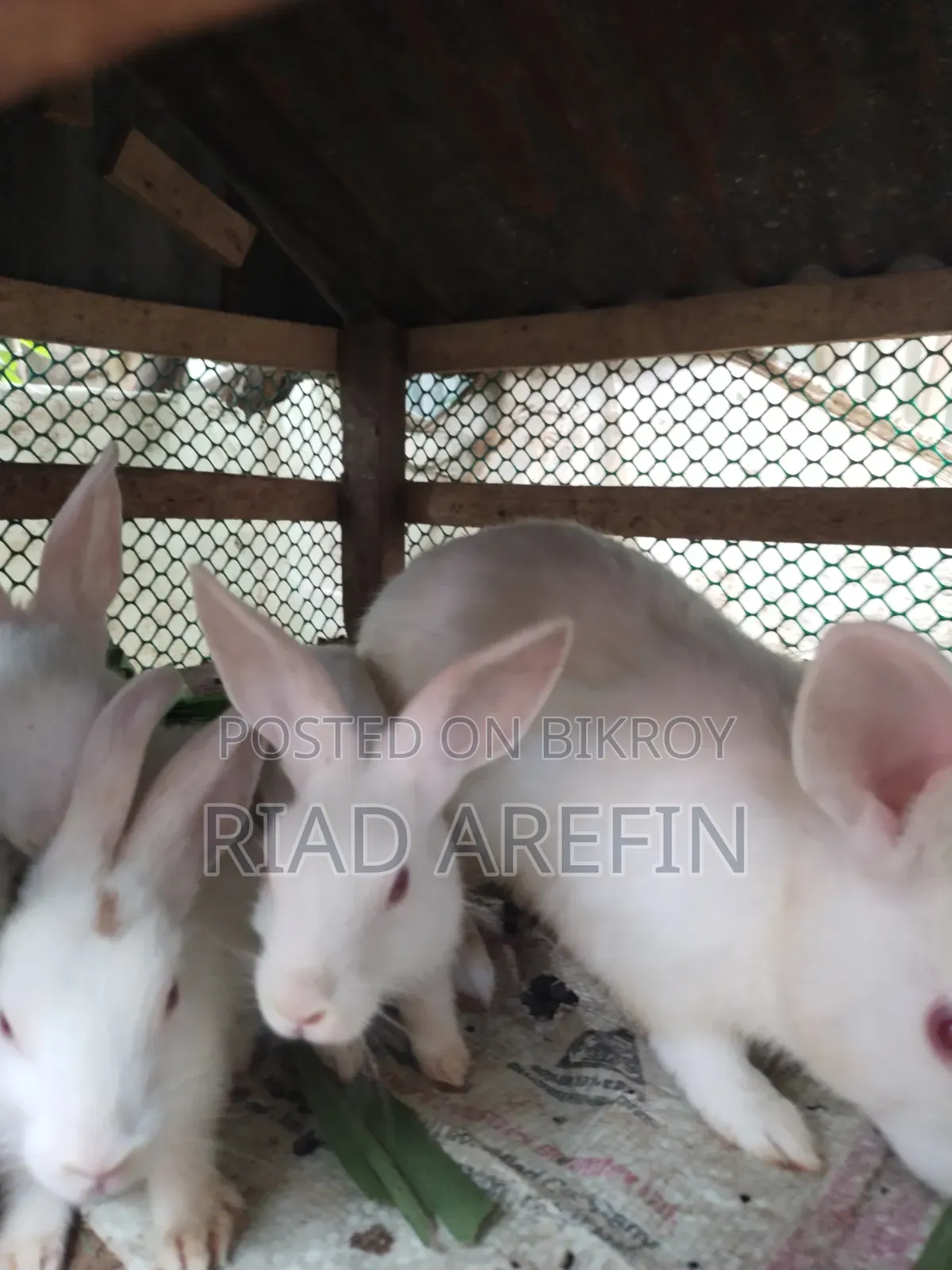 Rabbit with babies