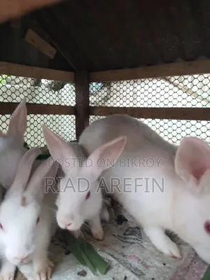Rabbit with babies