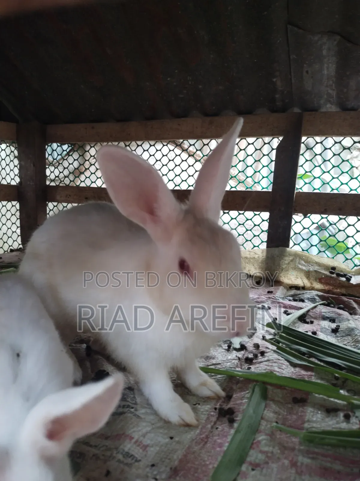 Rabbit with babies