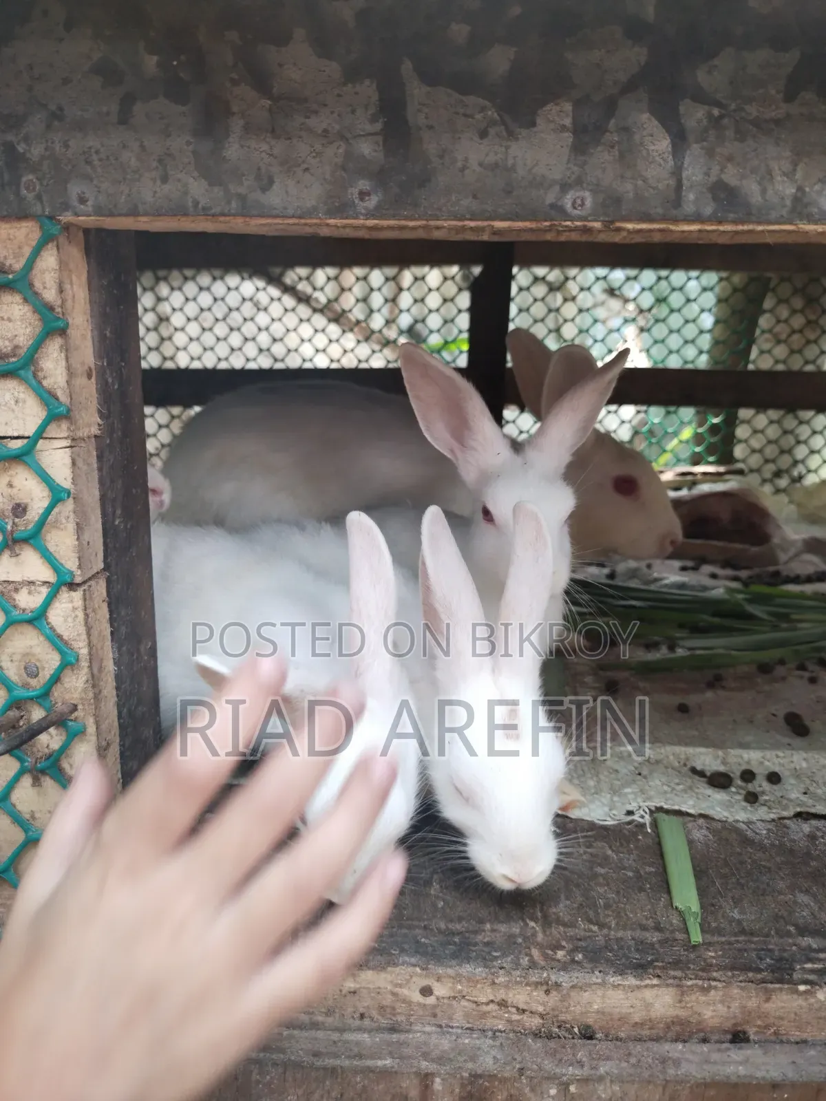 Rabbit with babies