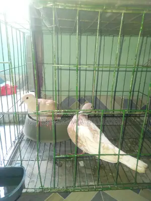 Dove Male Pakhi 2 Ta Adult, Fresh