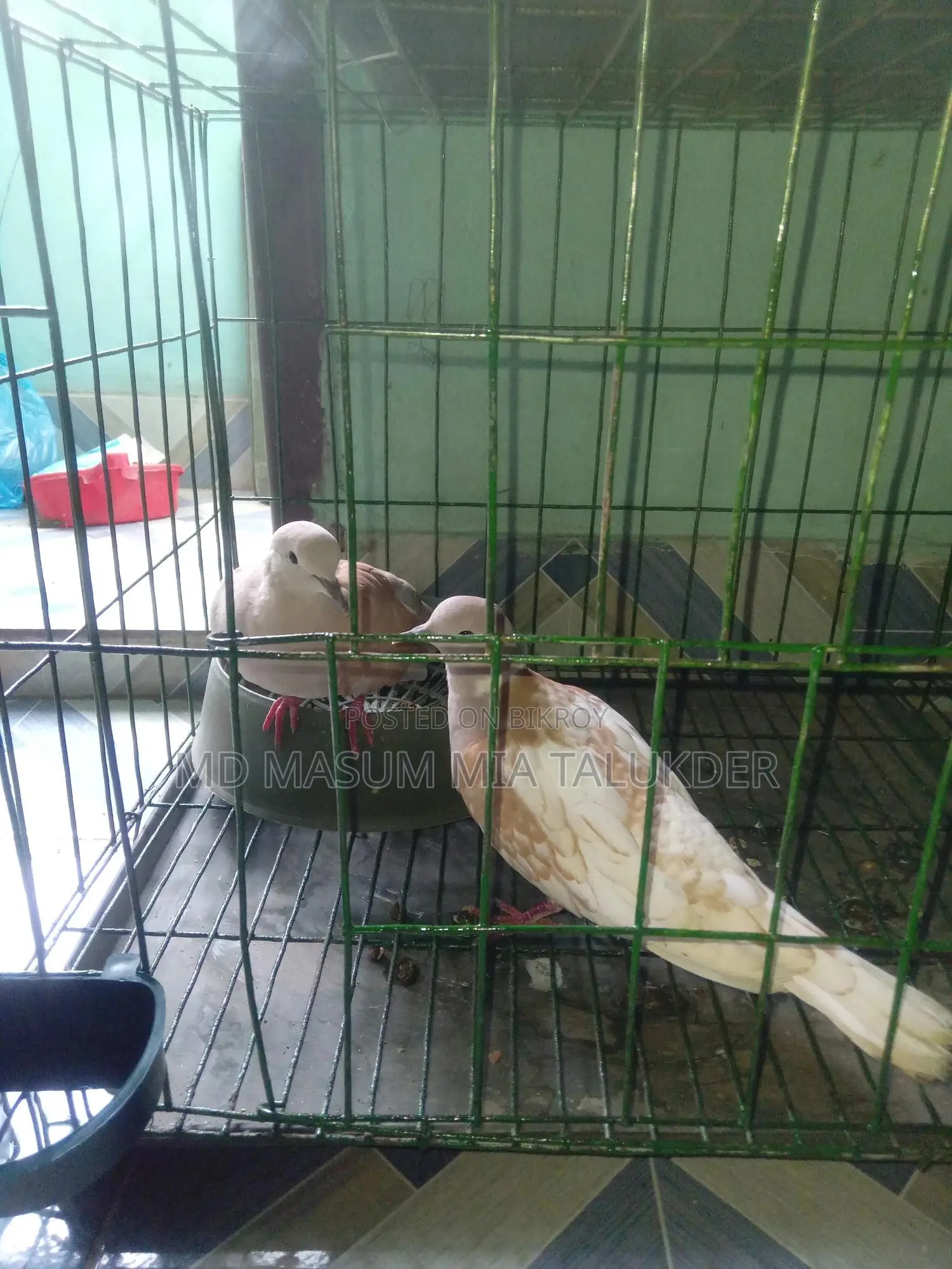 Dove Male Pakhi 2 Ta Adult, Fresh