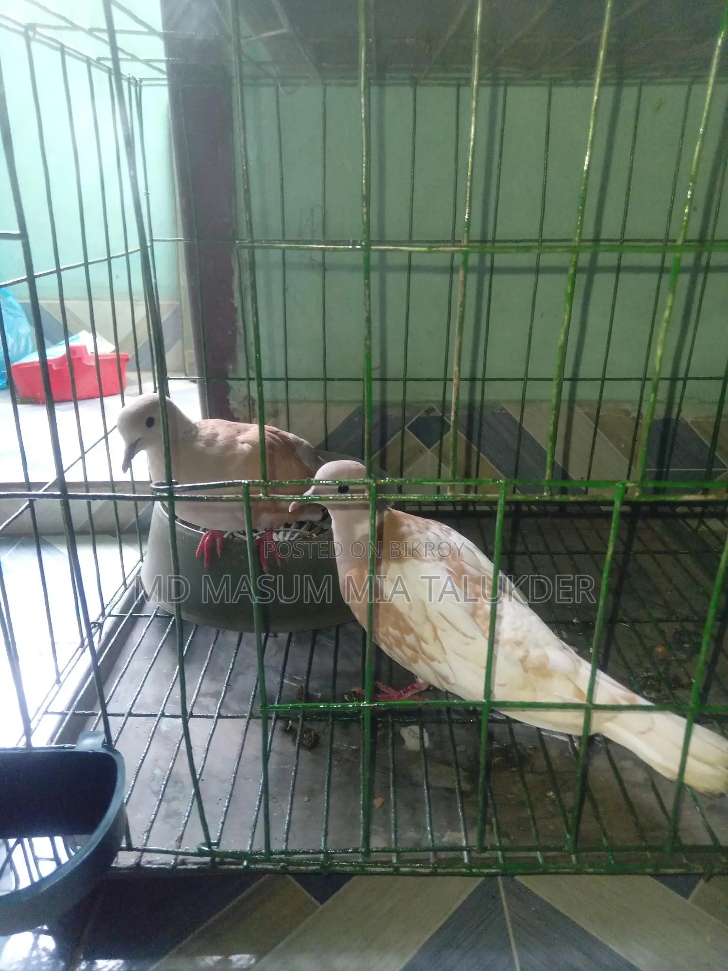 Dove Male Pakhi 2 Ta Adult, Fresh