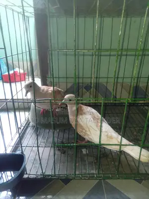 Dove Male Pakhi 2 Ta Adult, Fresh