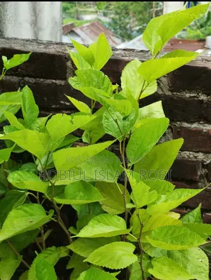 মালবেড়ি গাছ