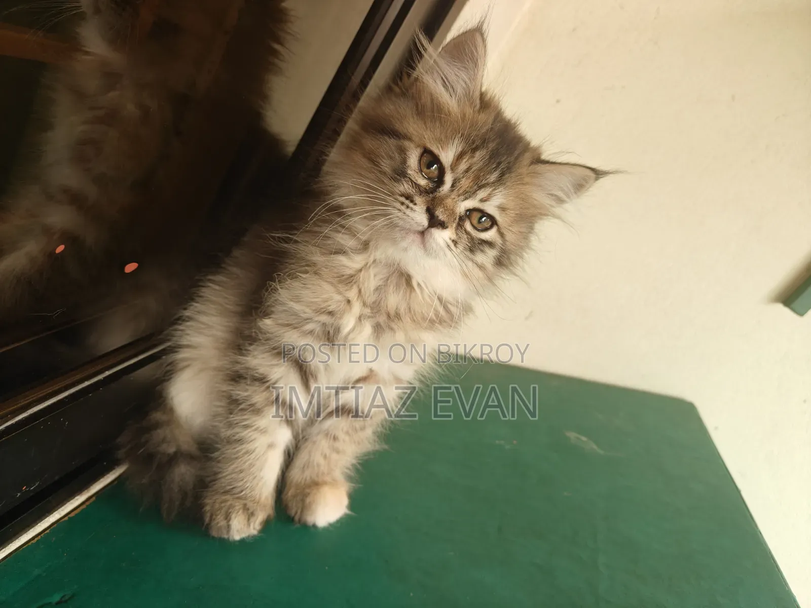 3-6 Months Female Purebred Persian