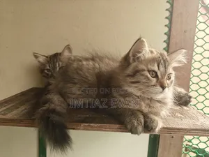 3-6 Months Female Purebred Persian