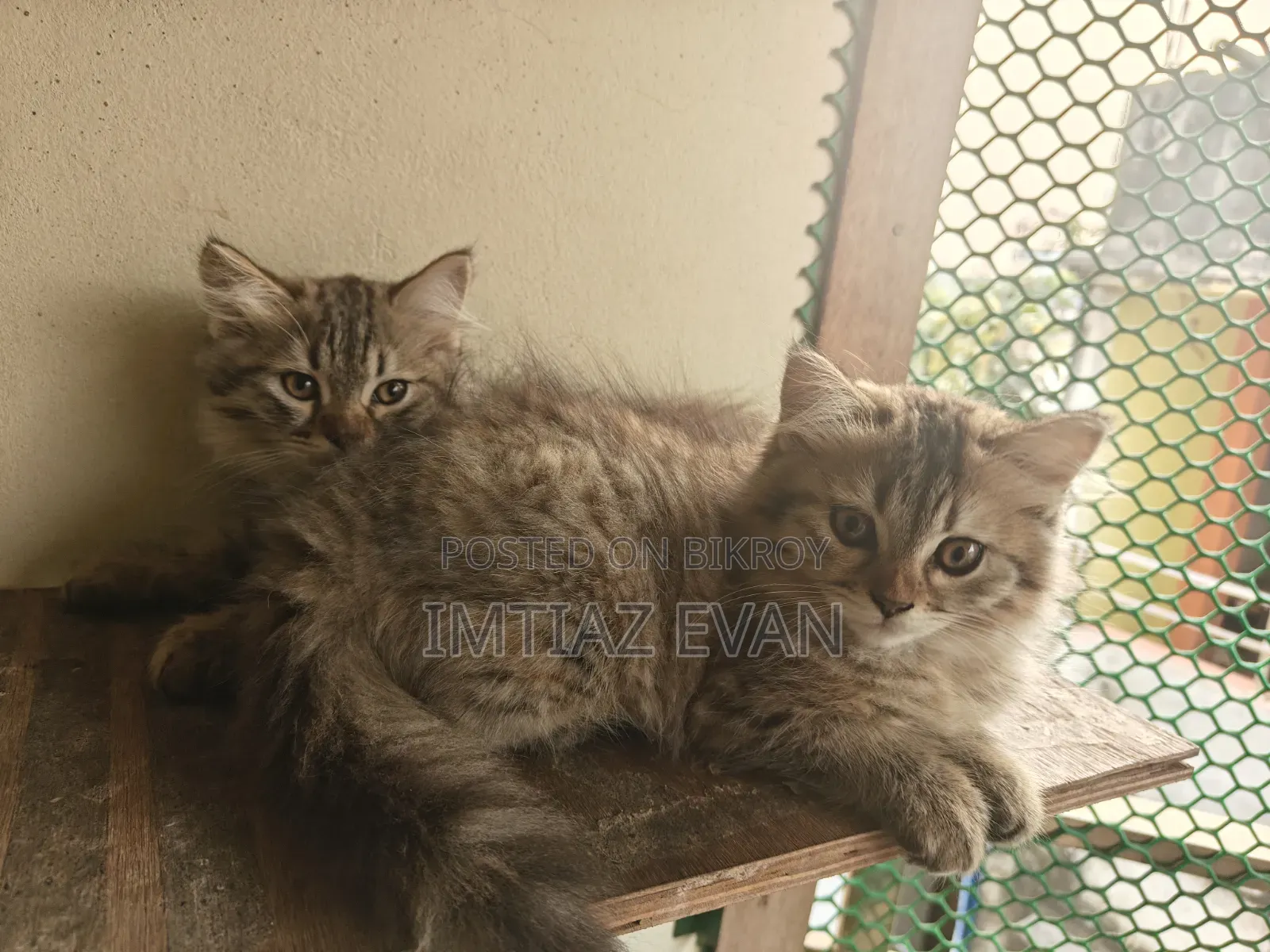 3-6 Months Female Purebred Persian