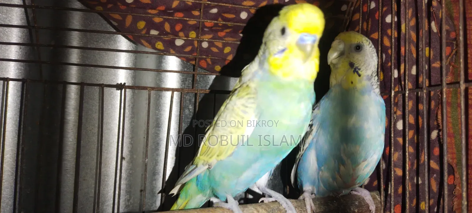 High-Quality Pair of Breeding Budgie Birds