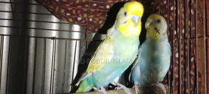 High-Quality Pair of Breeding Budgie Birds