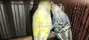 High-Quality Pair of Breeding Budgie Birds