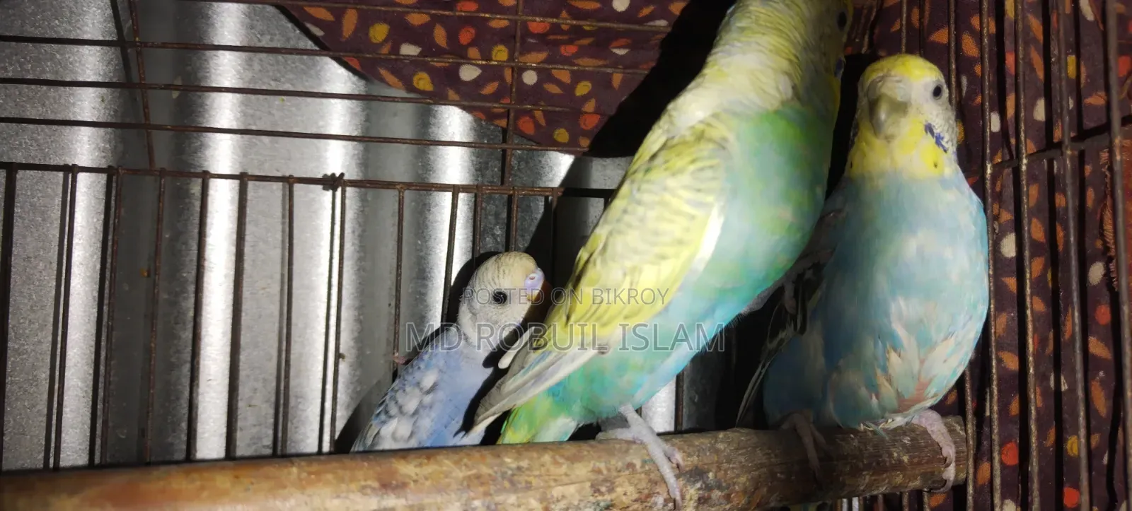 High-Quality Pair of Breeding Budgie Birds