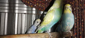 High-Quality Pair of Breeding Budgie Birds