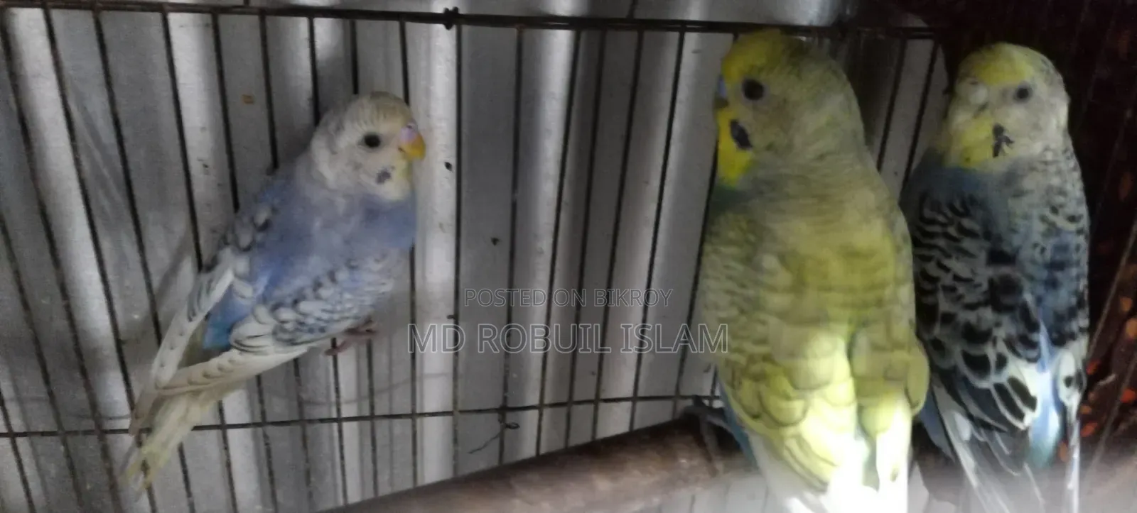 High-Quality Pair of Breeding Budgie Birds
