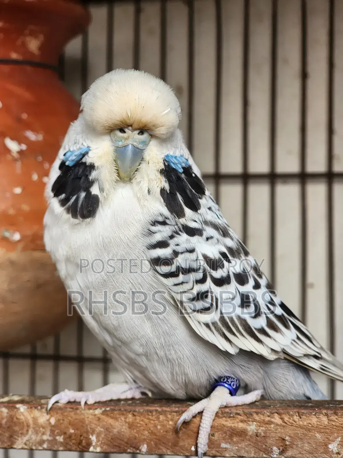 English Exhibition Budgie Bird
