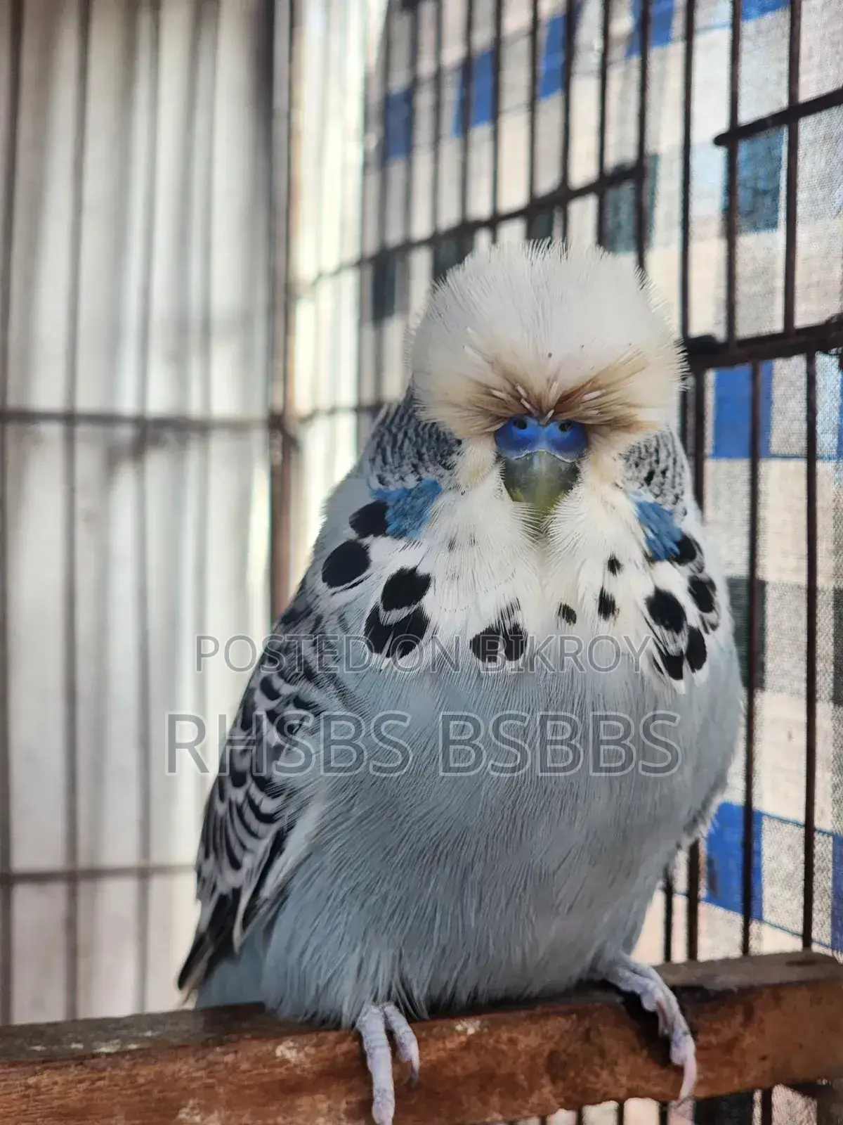 English Exhibition Budgie Bird