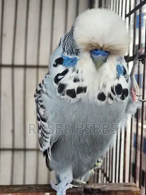 English Exhibition Budgie Bird