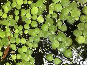 Frogbit Plants 22 pieces for 50 Taka