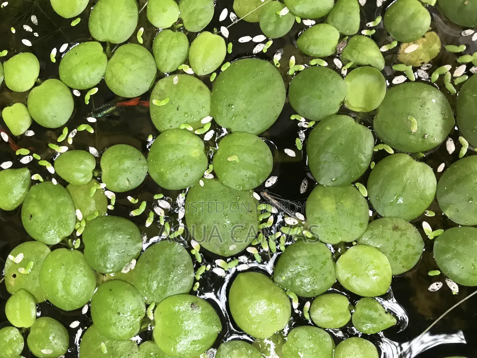 Frogbit Plants 22 pieces for 50 Taka