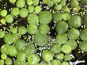 Frogbit Plants 22 pieces for 50 Taka