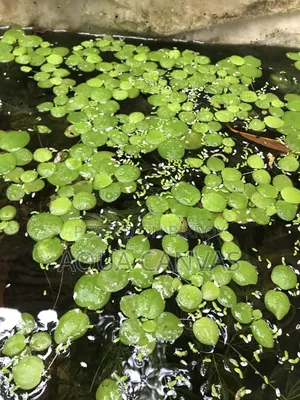 Frogbit Plants 22 pieces for 50 Taka